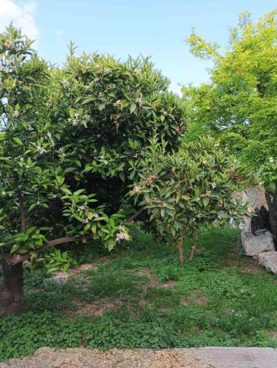 Aνεξάρτητη Παραδοσιακή Πέτρινη Κατοικία Corinto Esterno foto